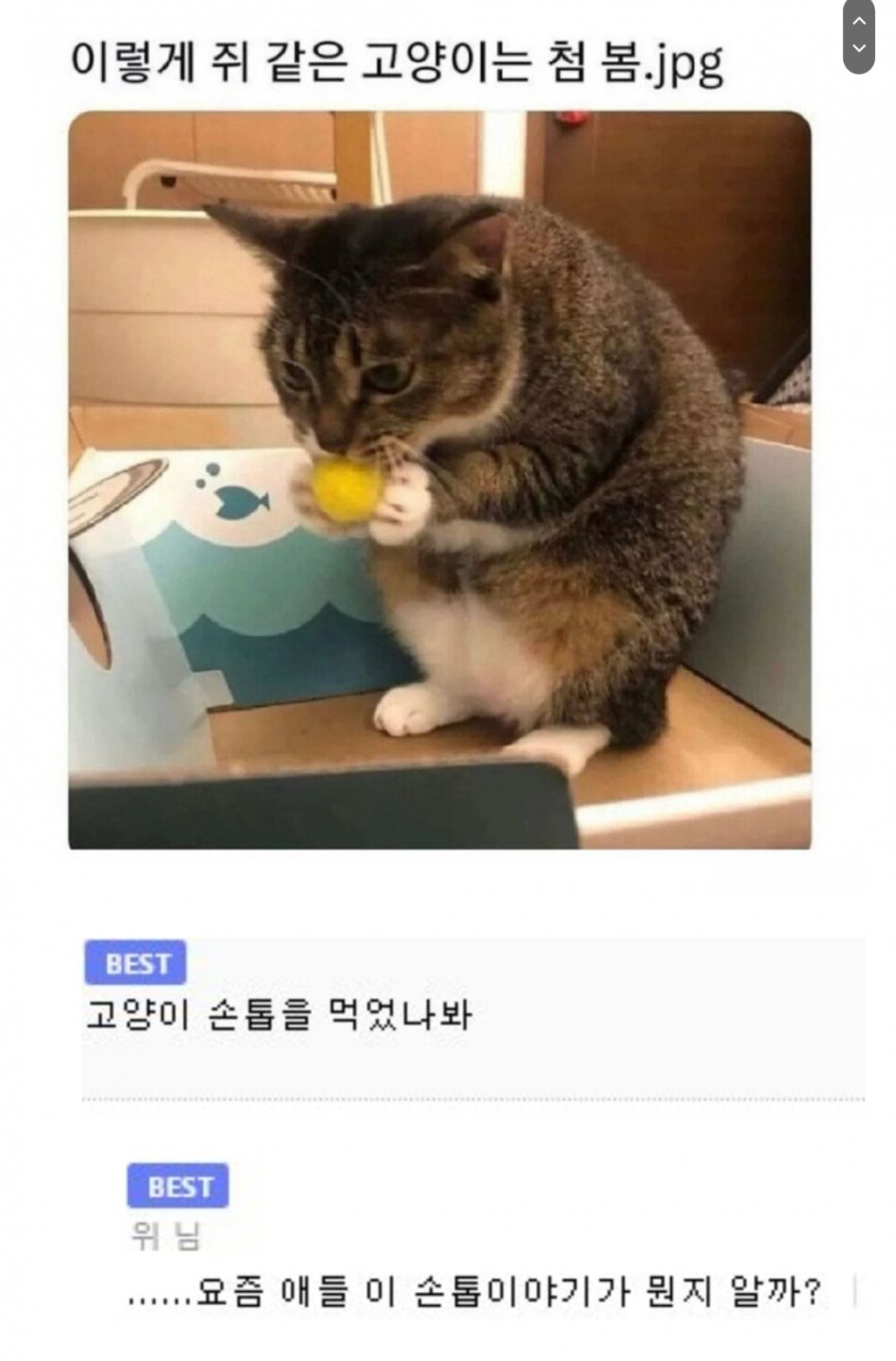 OS가 잘못 설치된 고양이