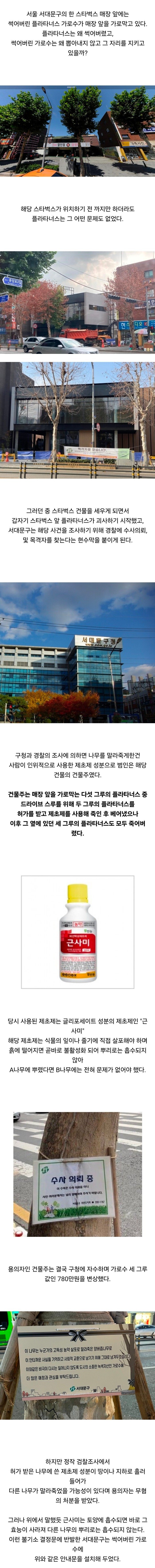 어느 스타벅스앞 나무가 썩은 이유