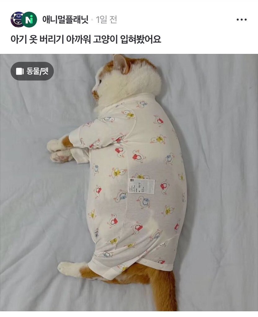 아기옷 버리기 아까워서 고양이 입혀봤어요.