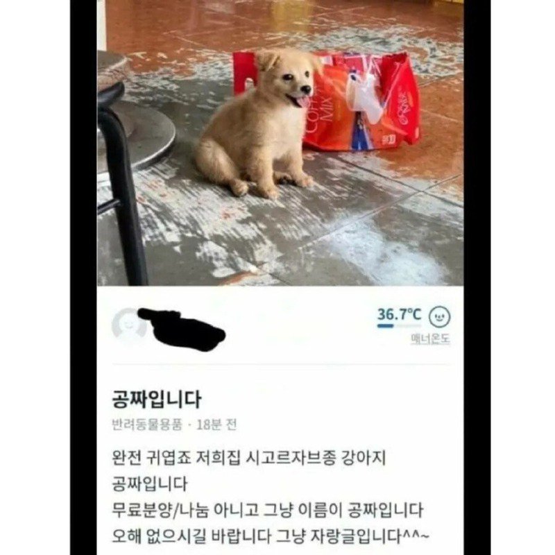 당근마켓에 올라온 공짜 시골 강아지.jpg