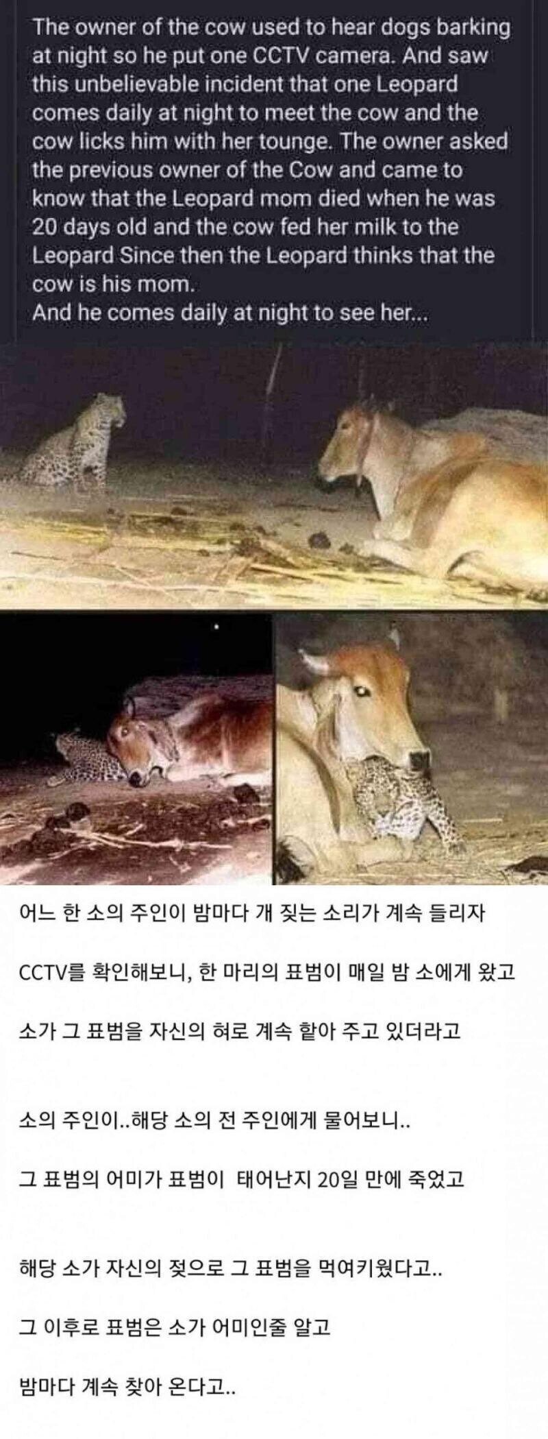 밤마다 소를 찾아오는 들고양이.jpg