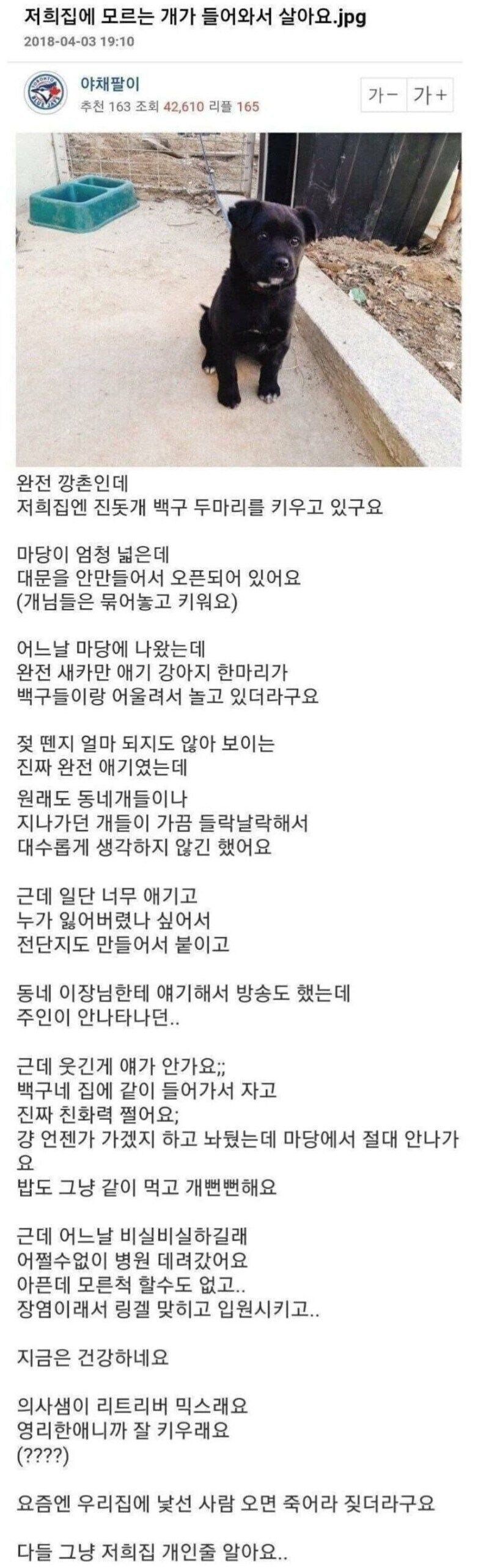 모르는 개가 들어왔다....