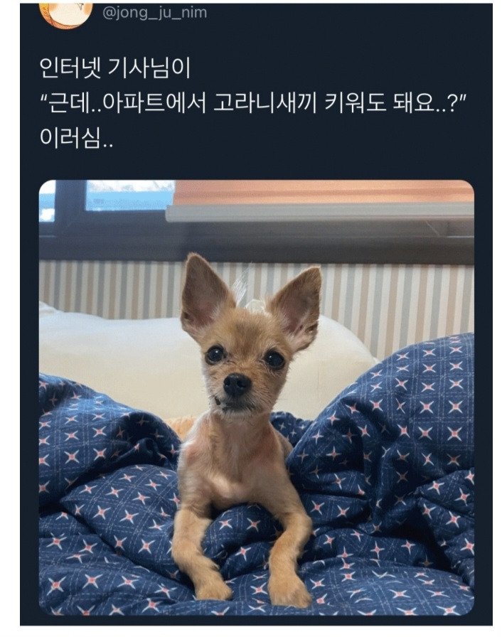 아파트에서 고라니 새끼 키워도 돼요?