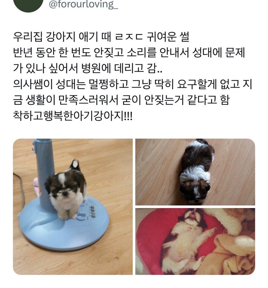 어떤 강아지가 반년동안 한번도 안짖은 이유..!