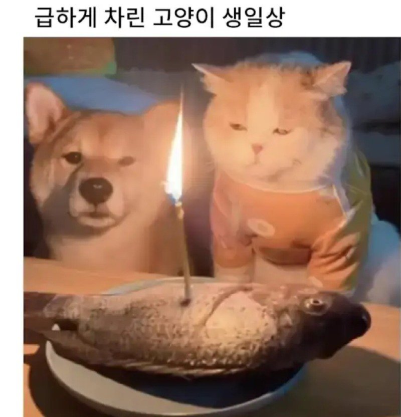 급하게 차려준 고양이 생일상