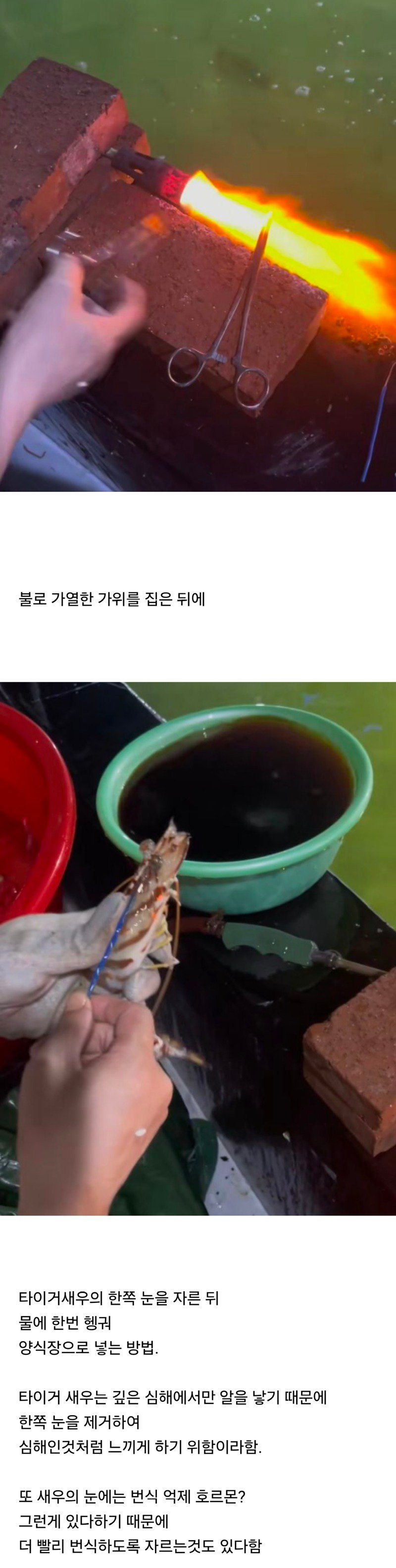 좆간이 또...타이거 새우 양식하는 방법.....JPG