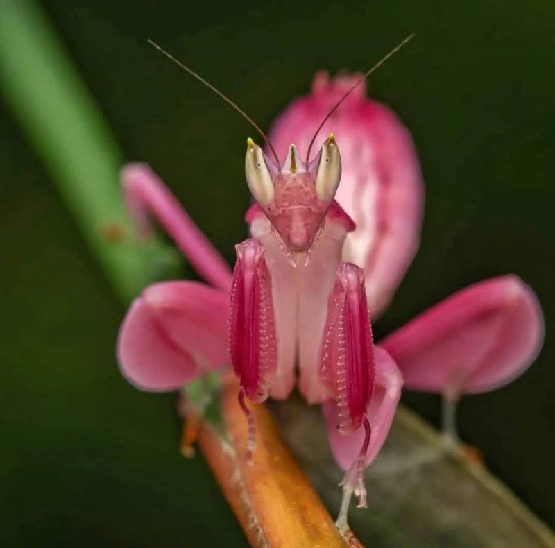 Orchid Mantis.jpg