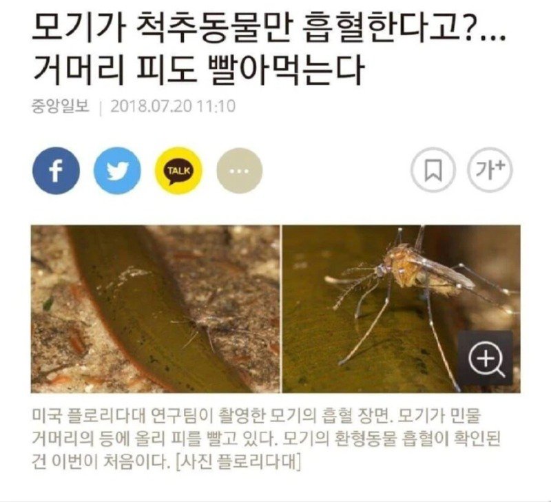 거머리보다 독한 것