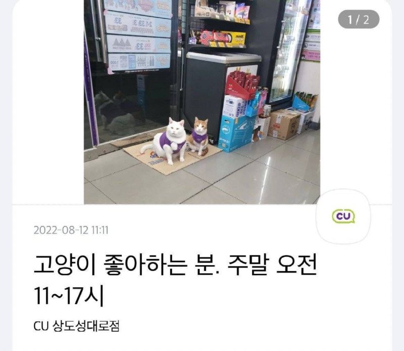 고양이 좋아하는 사람 뽑는 편의점