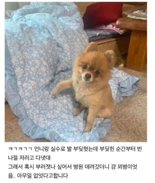 멍뭉이 공갈 사기단...!!!