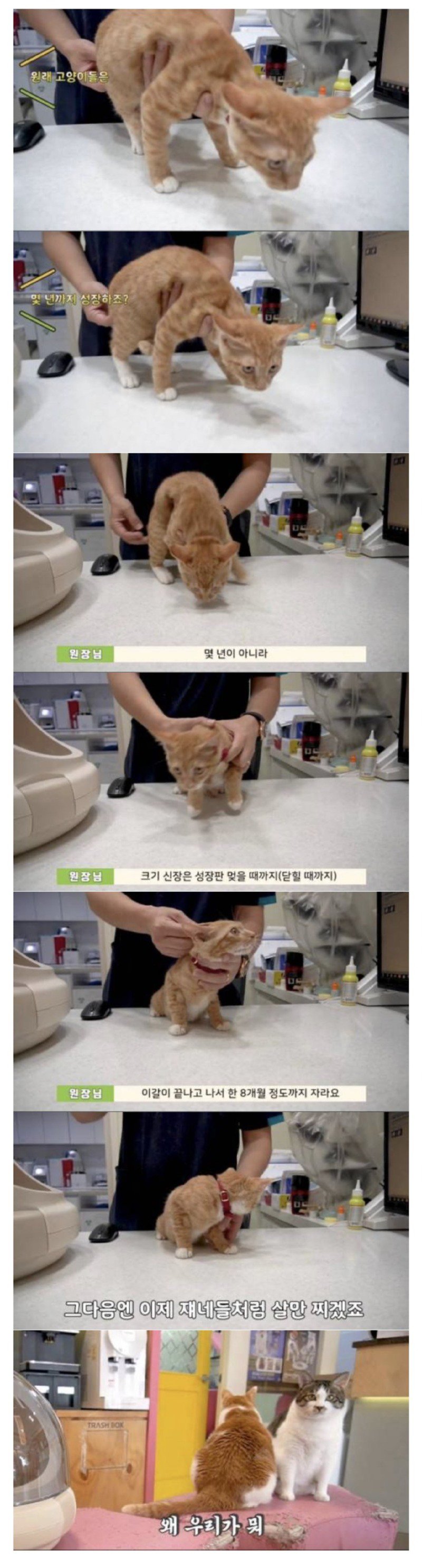 수의사가 말하는 고양이 성장에 대한 비밀.jpg