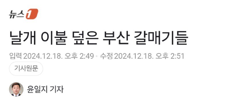 날개 이불 덮은 부산 갈매기들.jpg