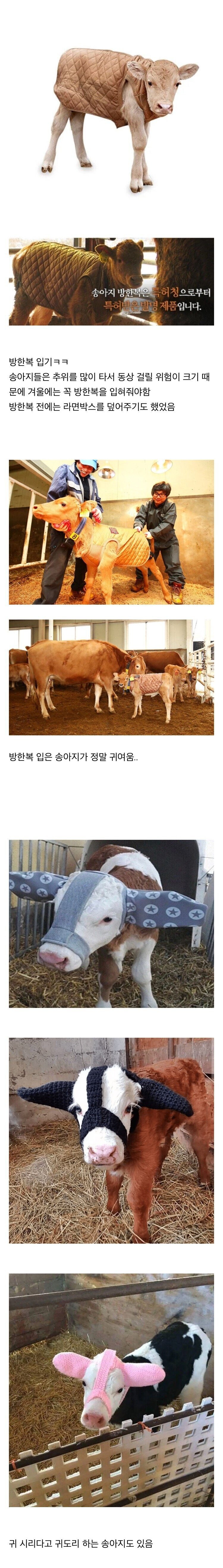 유머) 송아지 근황...