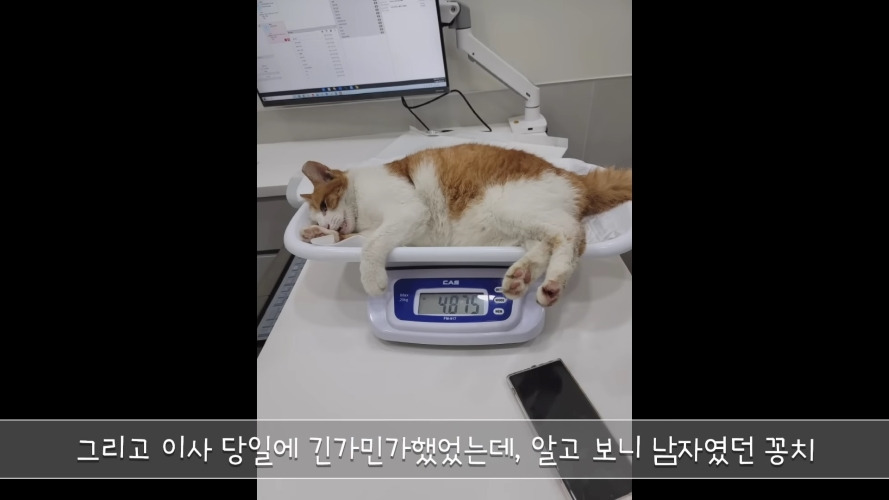 이사 가는 날 아침 10시까지 나오면 같이 가는 거라고 했더니 진짜 나온 고양이 | 인스티즈