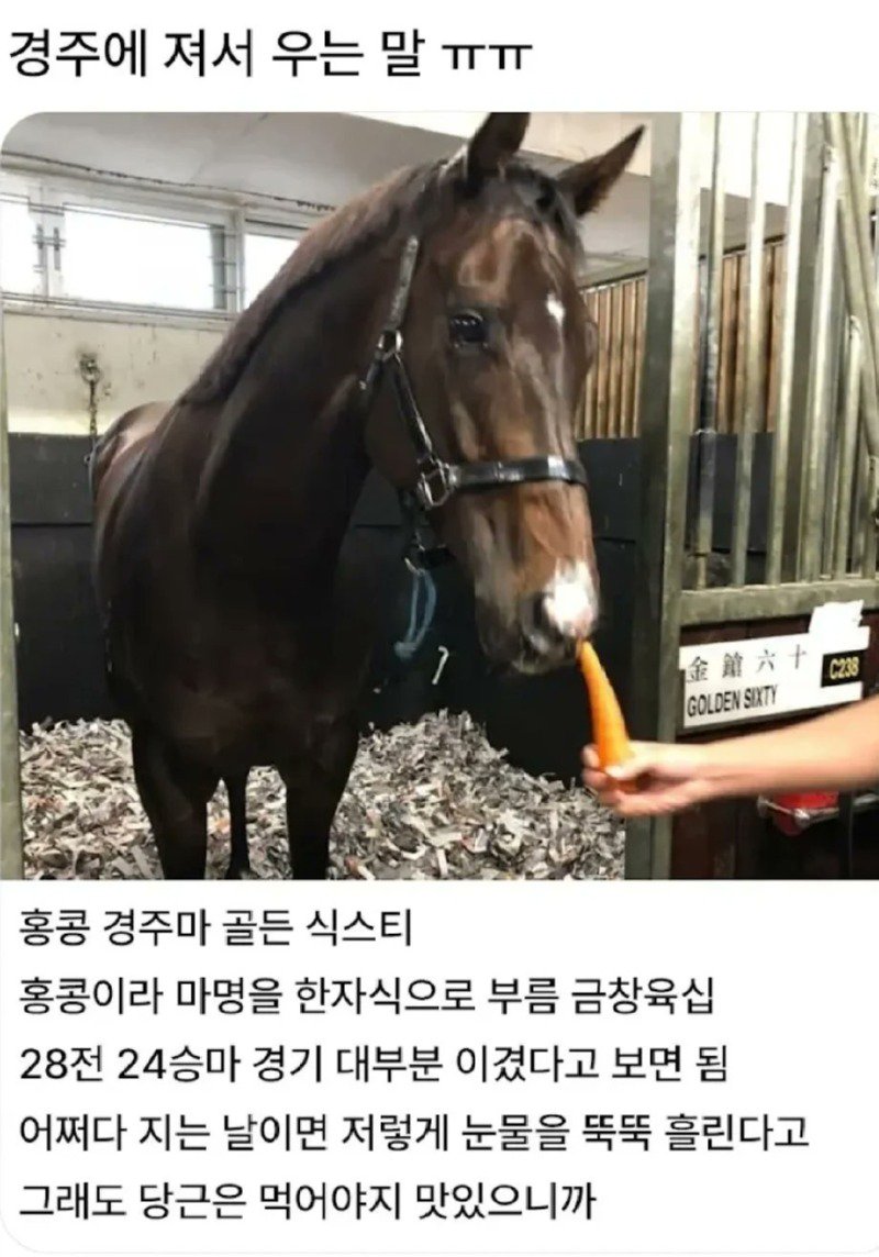 경주에 져서 우는 말