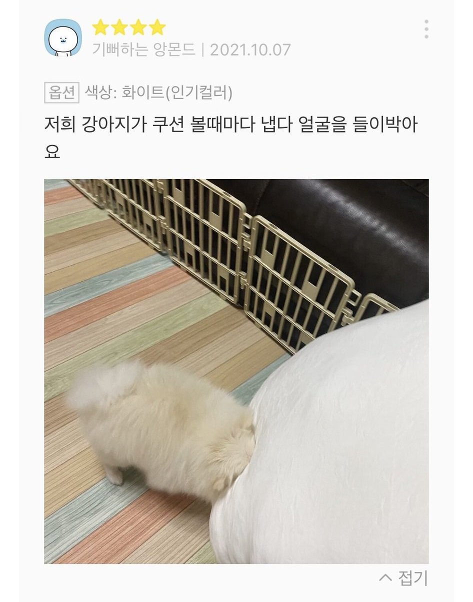 강아지가 쿠션 볼 때마다 얼굴을 들이박아요