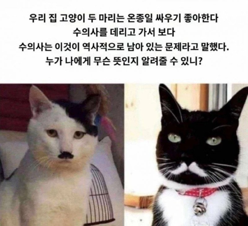 싸울 수 밖에 없는 두 고양이