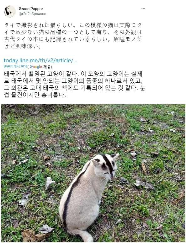 태국 전통 고양이