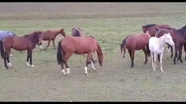 말한테 성질부린 오소리의 최후