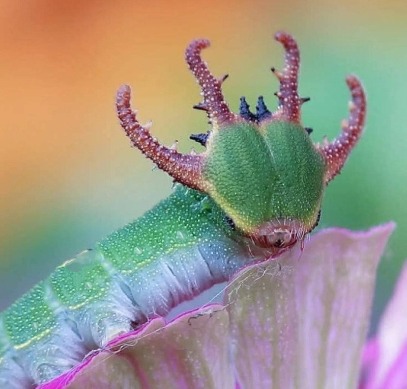 Horned Caterpillar.jpg