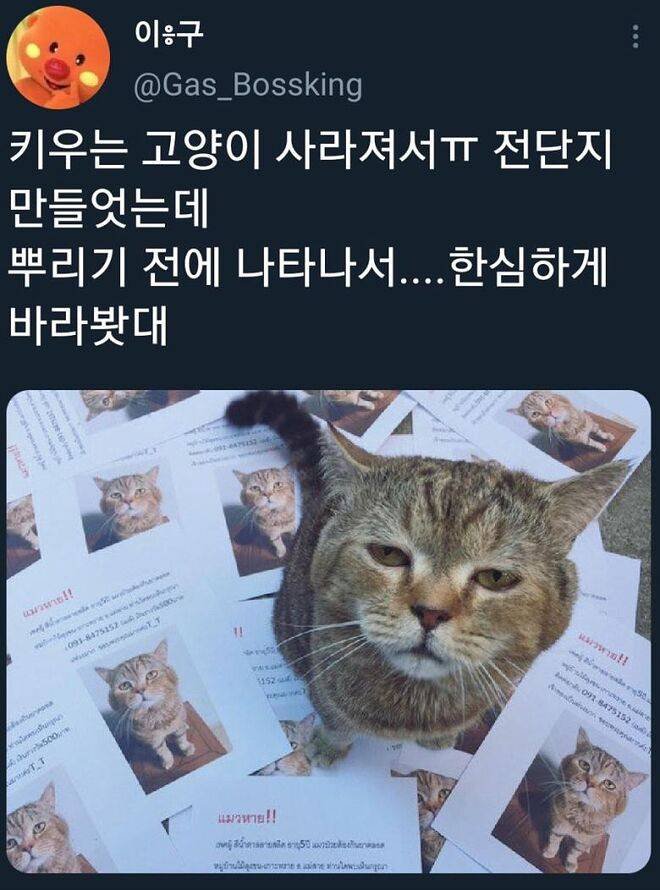 고양이 냥성 수준;;