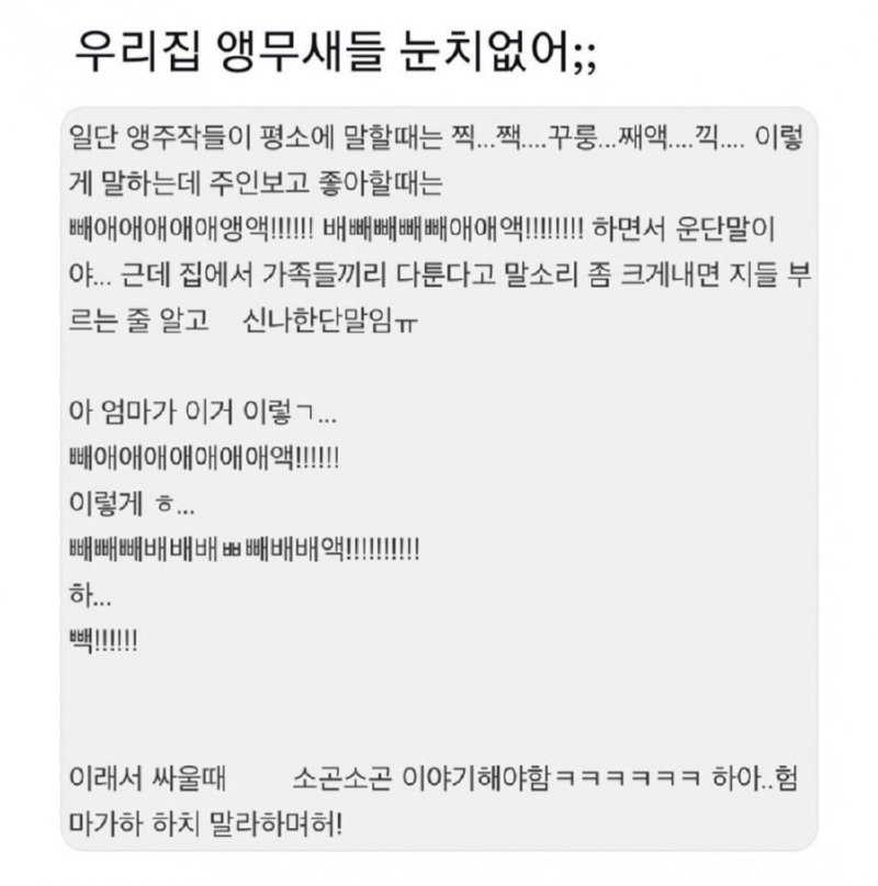 우리집 앵무새들 눈치 없어