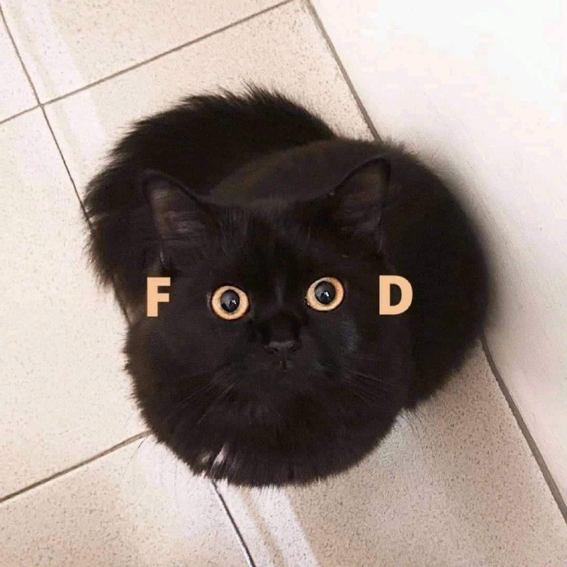 food.jpg