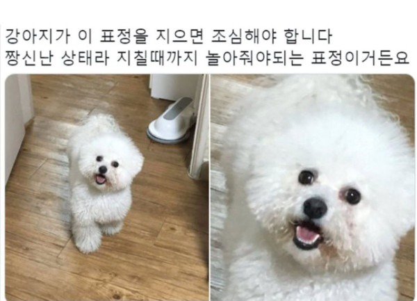 강아지 표정으로 심리 읽는법.jpg