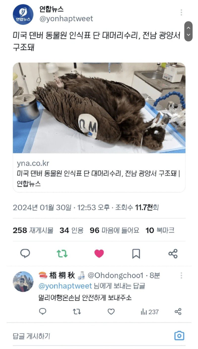 미국 인식표 단 대머리수리 전남에서 구조