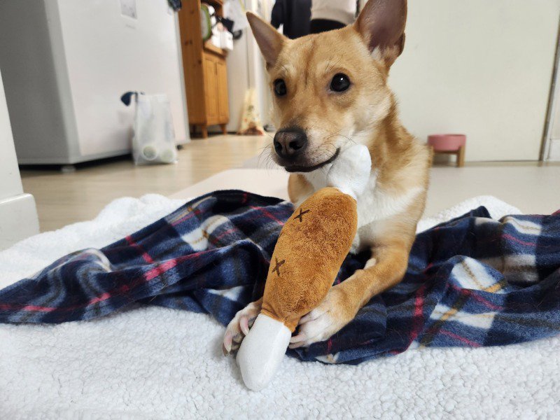 입양 두달째 우리집 댕댕이