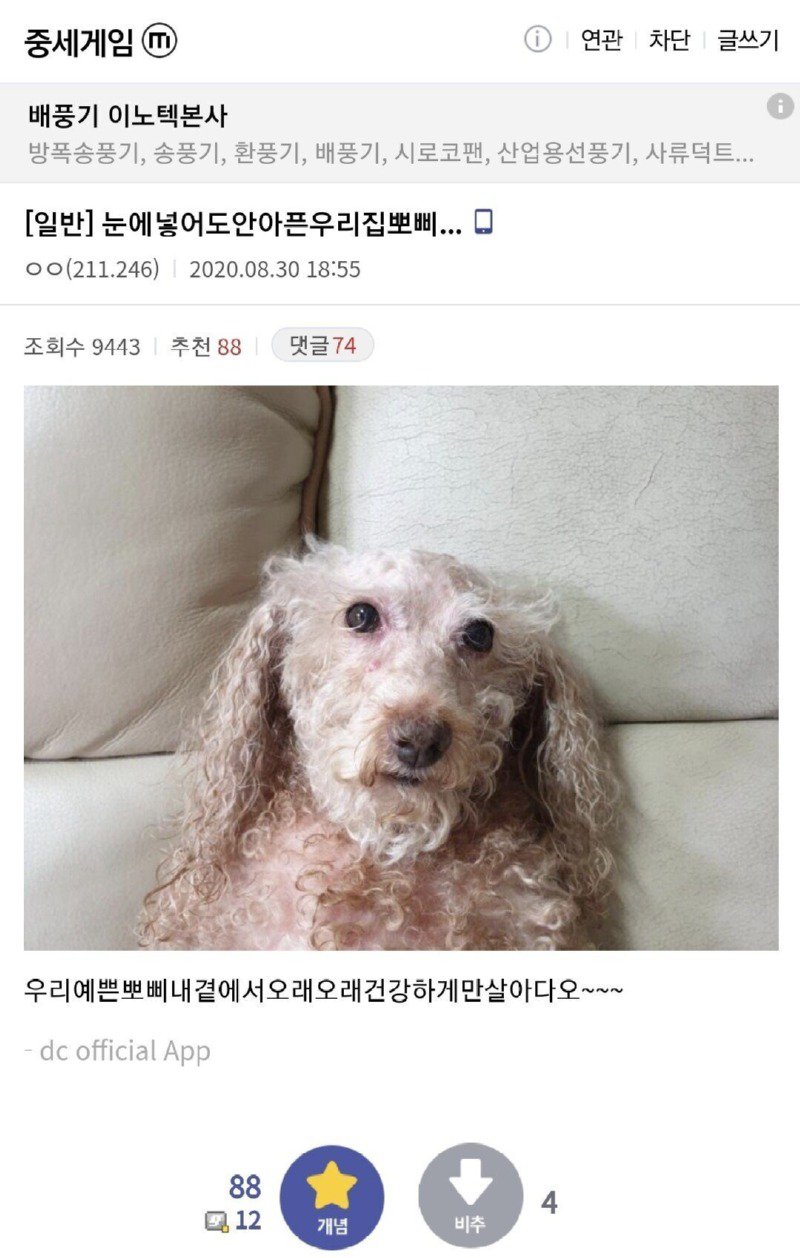 한때 눈에 넣어도 아프지 않았던 뽀삐 근황...jpg