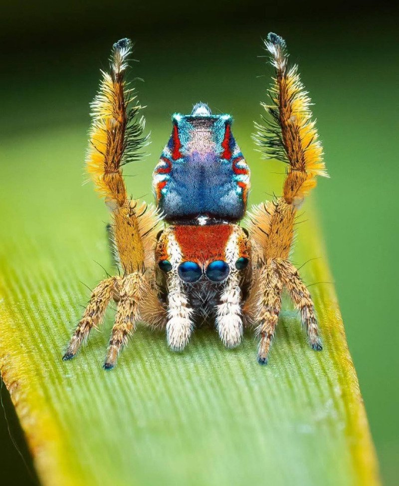 Peacock Spider.jpg