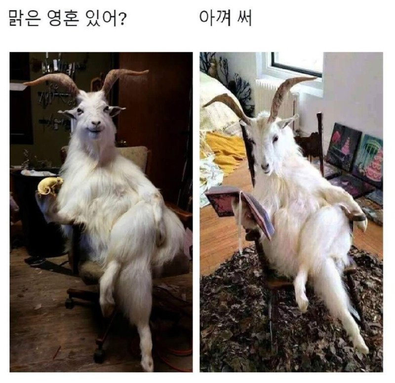 맑은 영혼이라고?