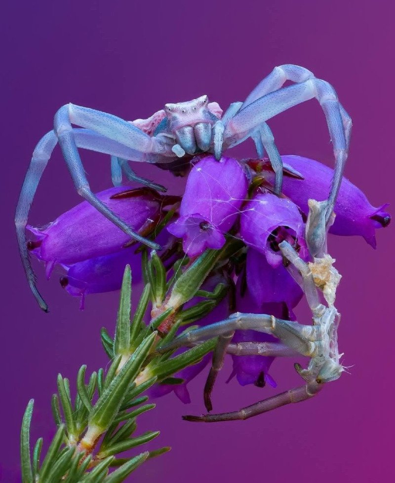 HEather Crab Spider.jpg