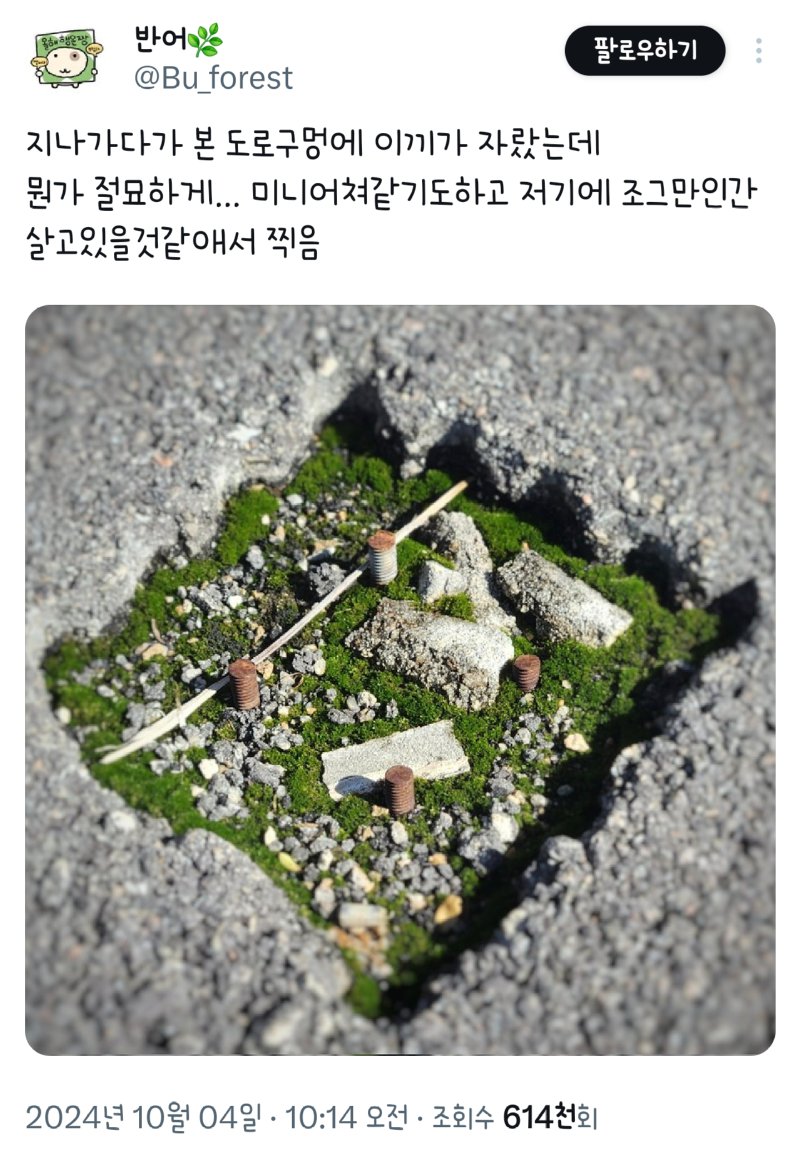 지나가다가 본 도로구멍에 이끼가 자랐는데.jpg