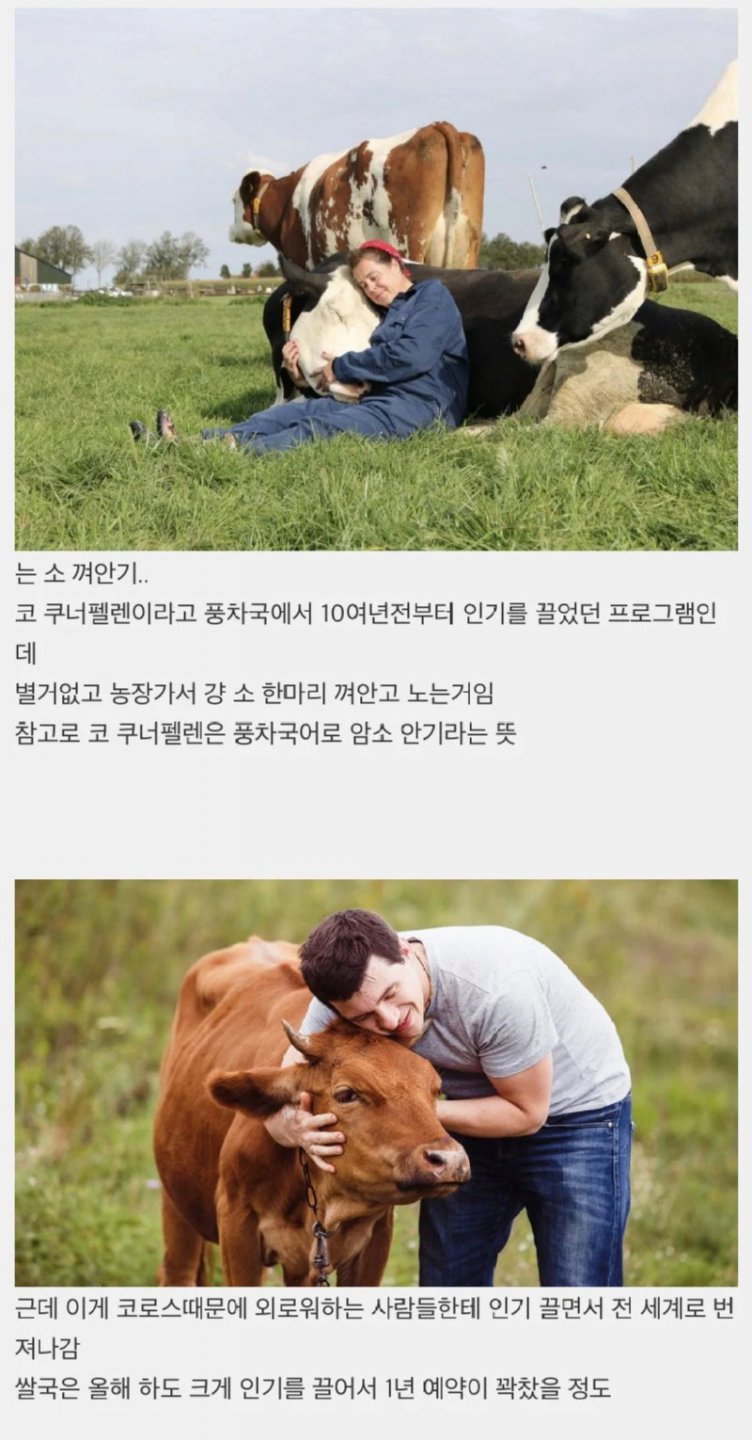 정서적으로 안정감을 준다는 소 끌어안기.jpg