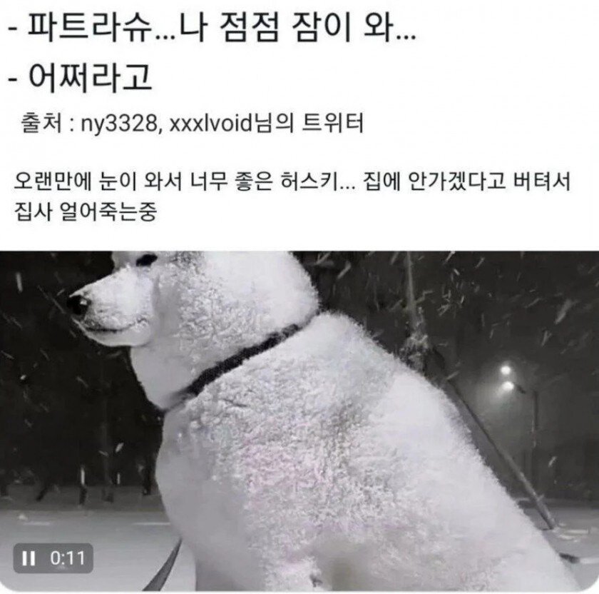 유머)파트라슈... 나 점점 잠이 와...