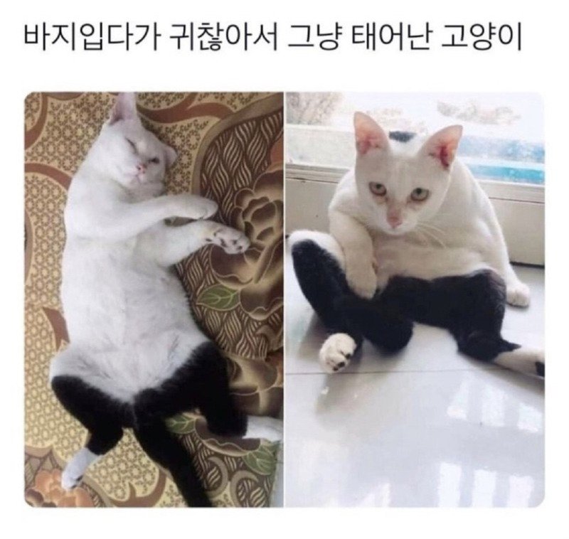 바지입다 귀찮아 태어난 고양이