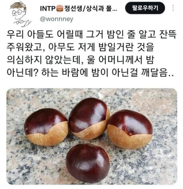 밤인 줄 알고 먹으면 큰일나는 밤같이 생긴 열매