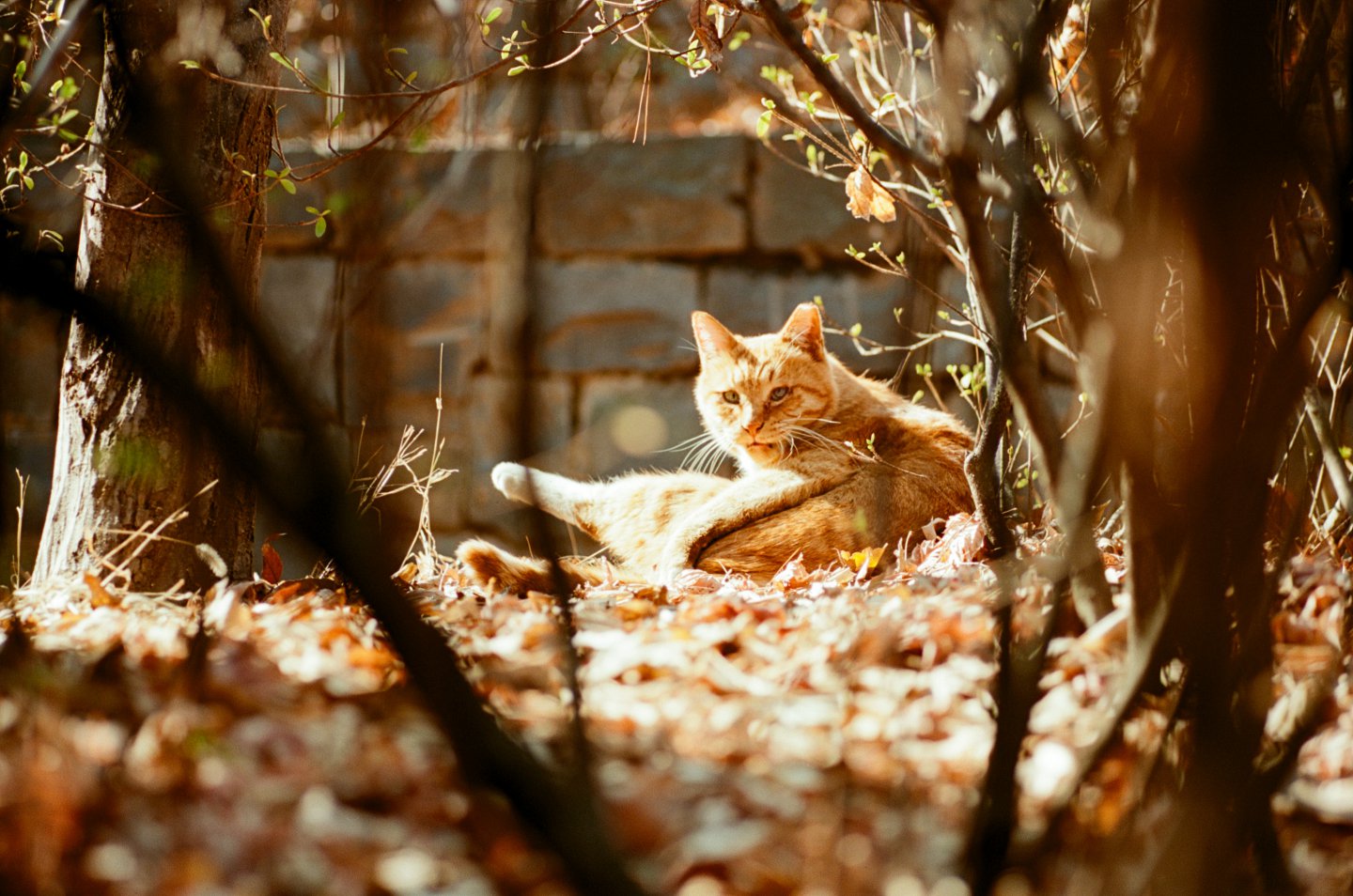 고양이 사진 세장