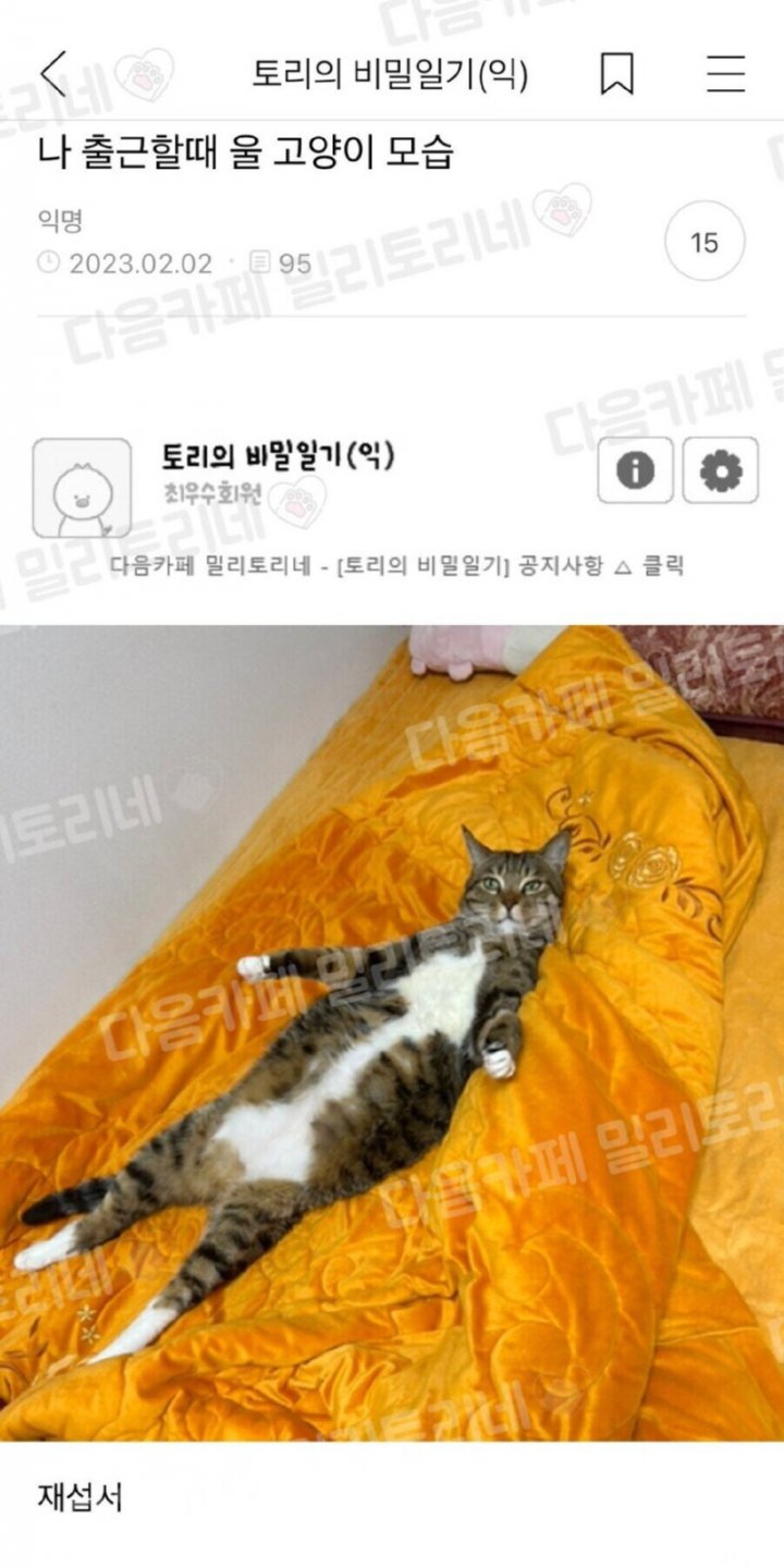 나 출근 배웅하는 고양이