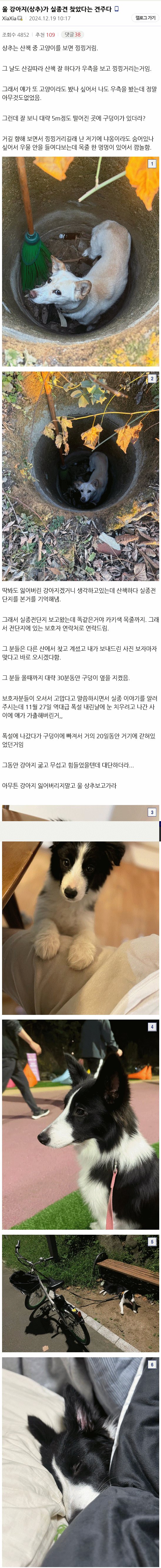 실종견을 구조한 강아지 썰.dc