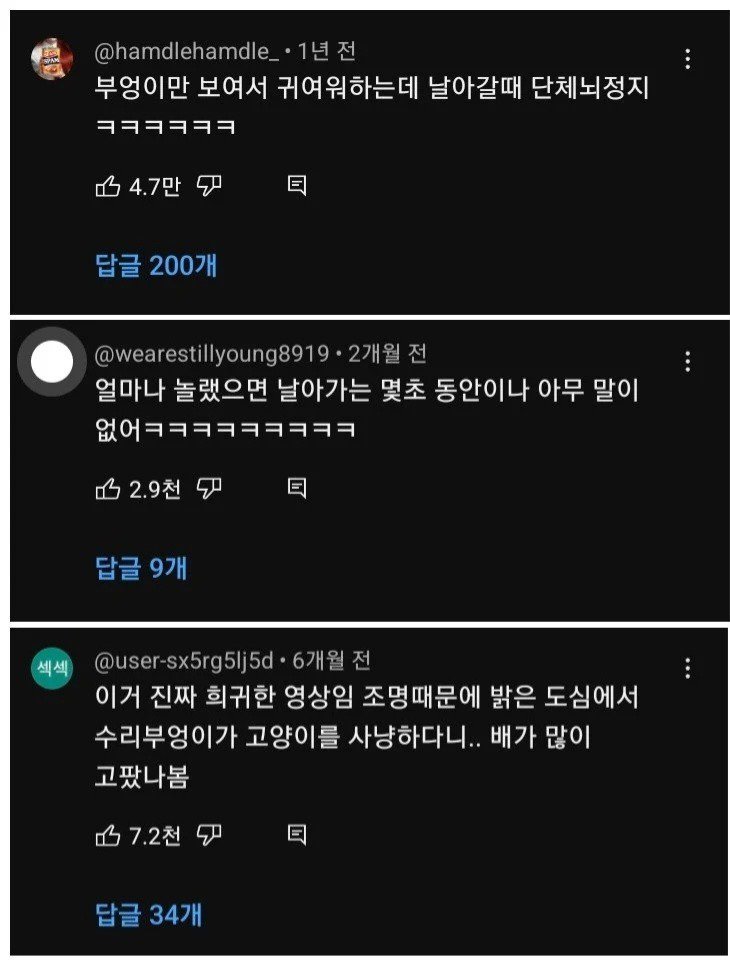 부엉이가 신기한 학생들.mp4