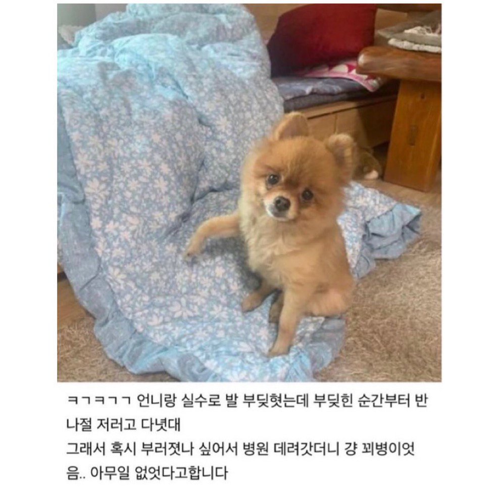 반나절이나 한쪽 발 들고있던 강아지.jpg