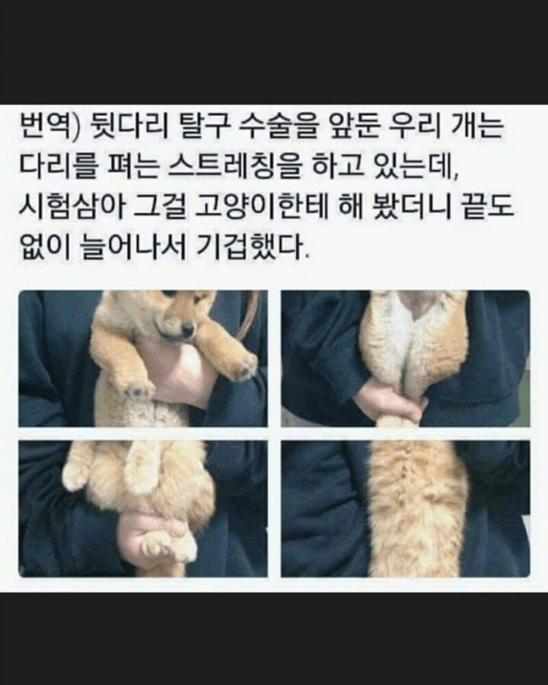 유머) 강아지와 고양이의 키차이.