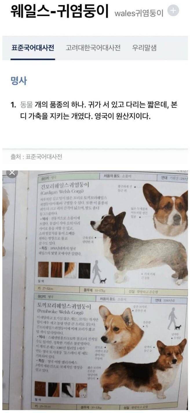 웰시 코기 한국어 명칭이래여 ㅋ