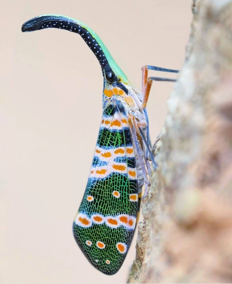 Planthopper.jpg